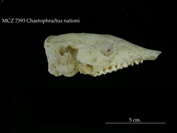 Media type: image;   Mammalogy 7393